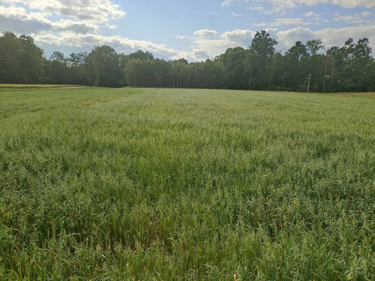 Działka budowlana Mędrzechów Bór. Zdjęcie 1