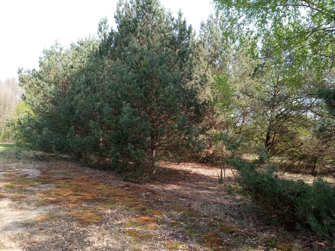 Działka budowlana Zwierzyniec. Zdjęcie 3