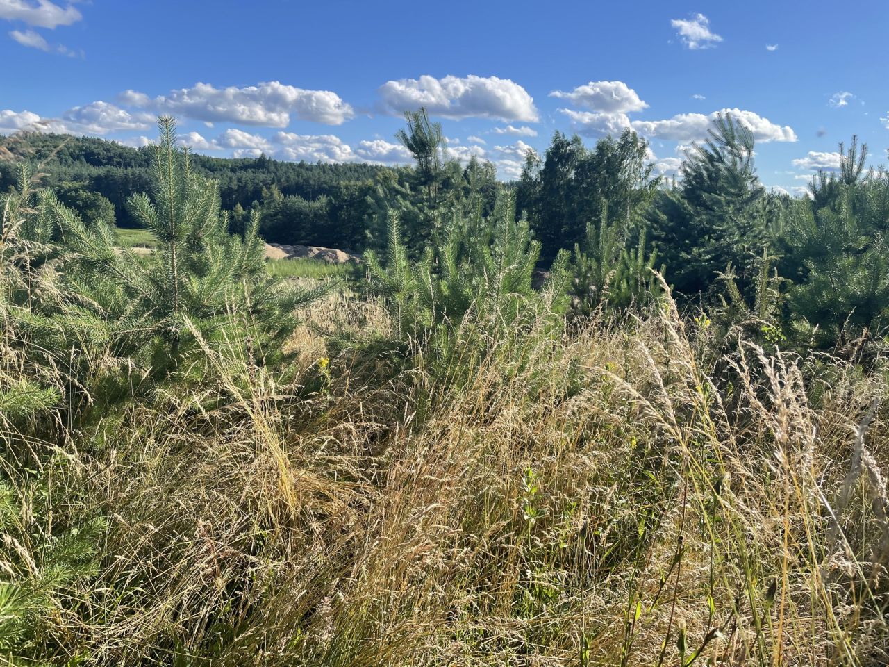 Działka budowlana Kiełpino, ul. Modrzewiowa. Zdjęcie 7