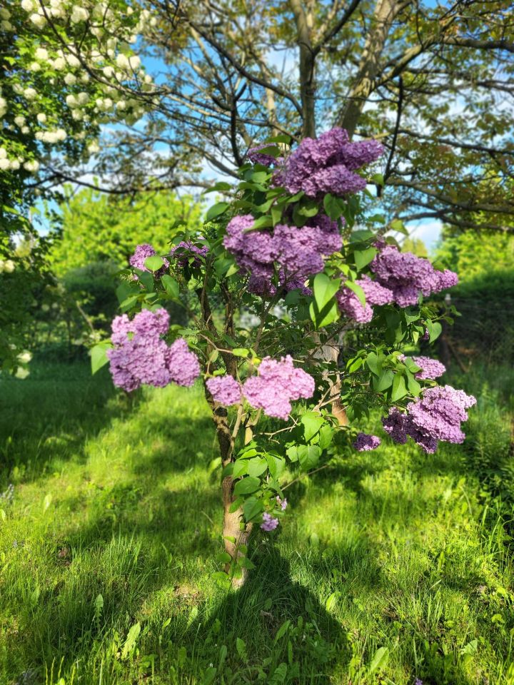 Działka rod Gliwice Wójtowa Wieś, ul. Ignacego Daszyńskiego. Zdjęcie 8