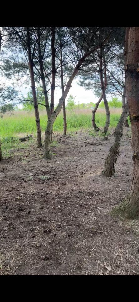 Działka budowlana Wąsy-Kolonia. Zdjęcie 6