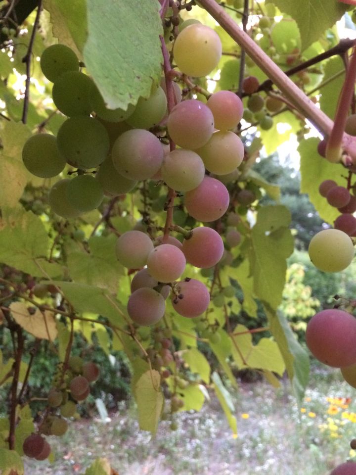 Działka rod Warszawa Włochy, ul. Wykusz. Zdjęcie 14