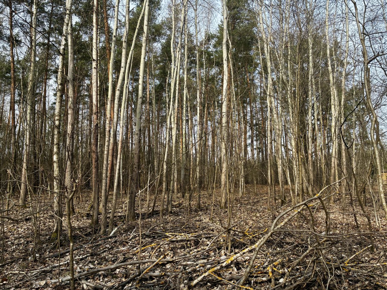 Działka leśna Nowy Prażmów, ul. Leśna. Zdjęcie 8