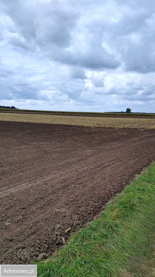 Działka rolna Czacz. Zdjęcie 4