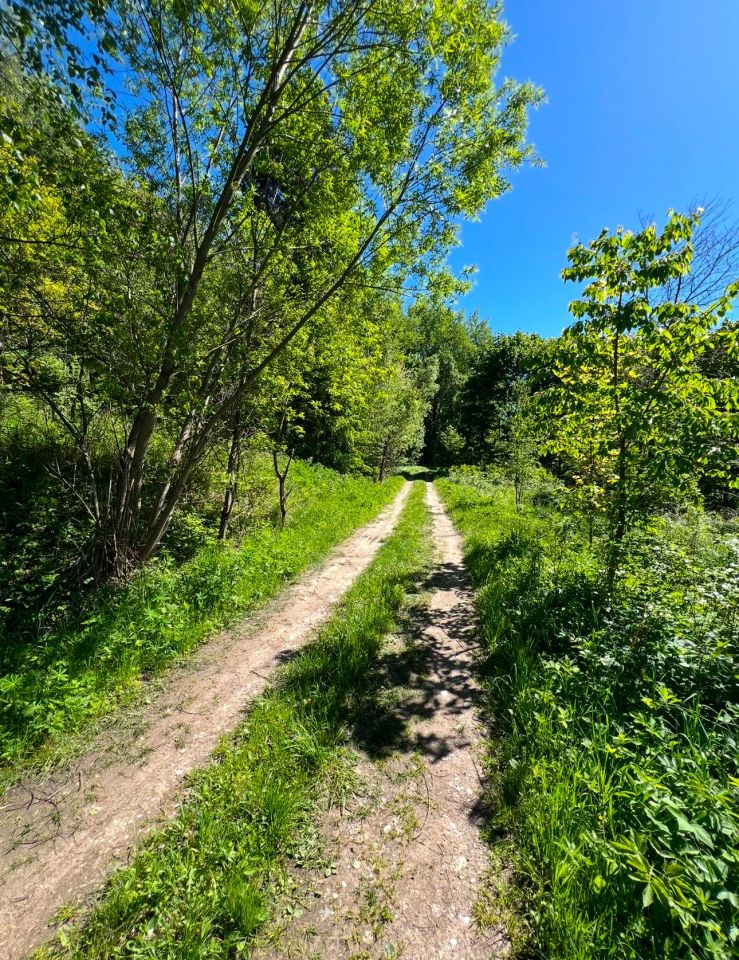 Działka leśna Kozaki. Zdjęcie 7