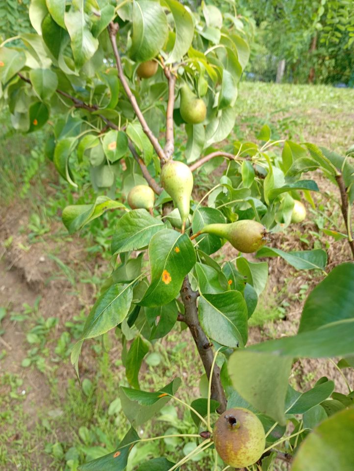 Działka rod Warszawa Mokotów, ul. Idzikowskiego. Zdjęcie 3