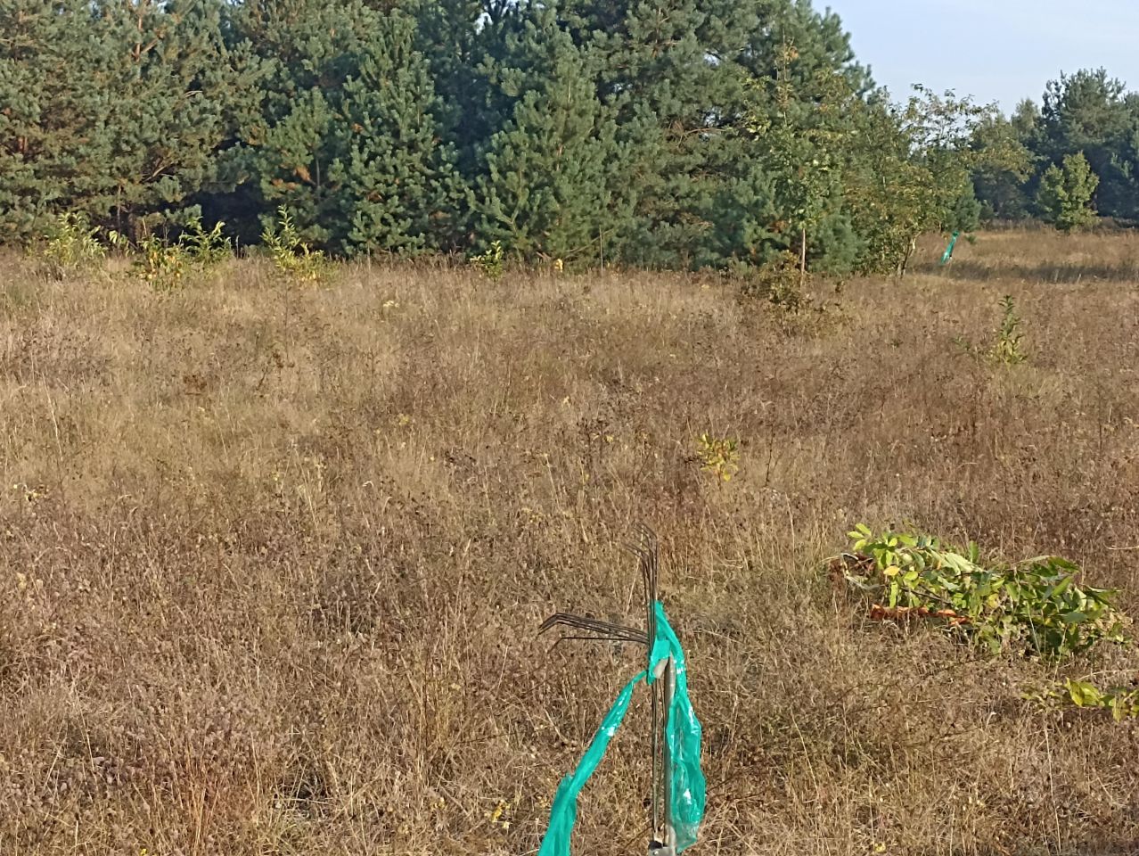 Działka inwestycyjna Mława Mława-Wólka, ul. Tekli Bądarzewskiej. Zdjęcie 8