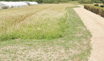 Działka budowlana Jedlińsk Piaski, Bierwiecka Wola