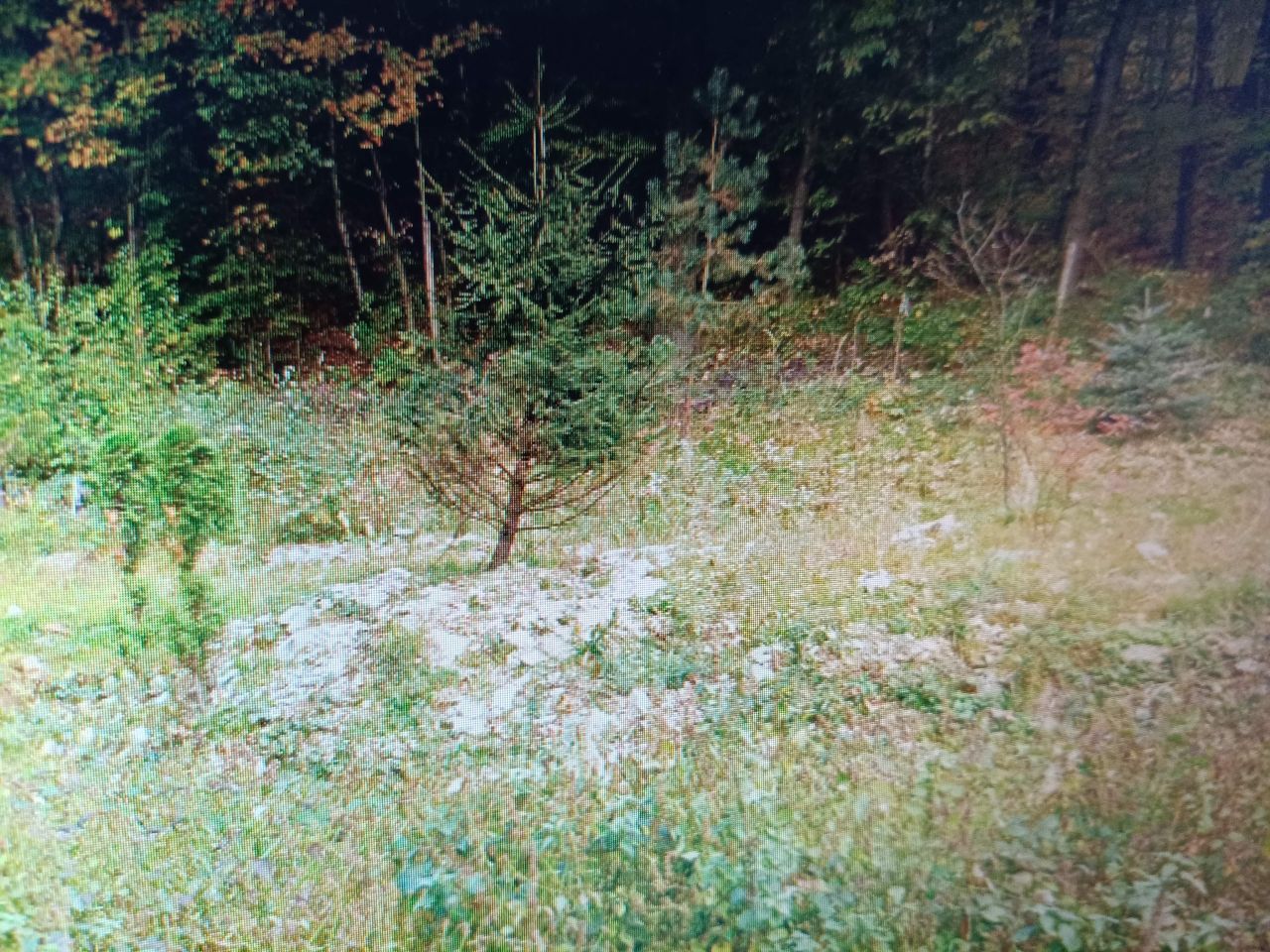 Działka budowlana Zagórnik Skornica, ul. Skornicka. Zdjęcie 9