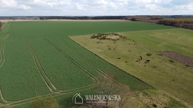 Działka siedliskowa Łabiszewo. Zdjęcie 3