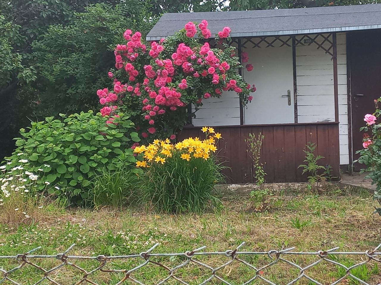 Działka rekreacyjna Świdnica Centrum, ul. gen. Mariana Langiewicza