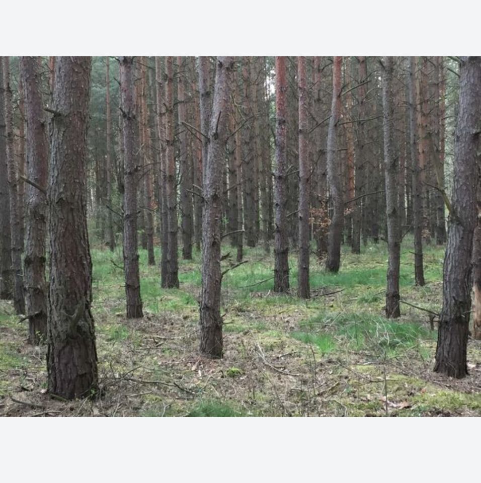 Działka rolno-budowlana Grzybowo. Zdjęcie 7
