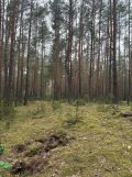 Działka budowlana Łosie, ul. Działkowa. Zdjęcie 1