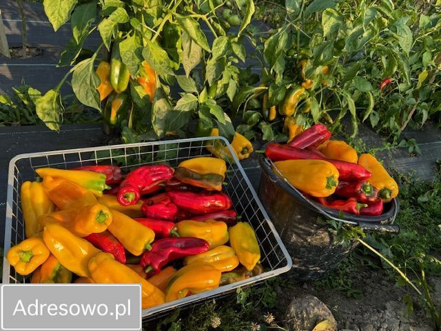 dom wolnostojący, 3 pokoje Budy Ciepielińskie. Zdjęcie 11