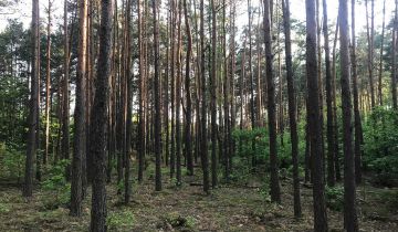 Działka leśna Warszawa Choszczówka, ul. Różopole