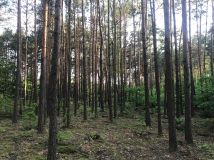 Działka leśna Warszawa Choszczówka, ul. Różopole. Zdjęcie 1