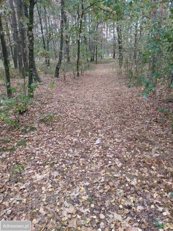 Działka leśna Tanina. Zdjęcie 3