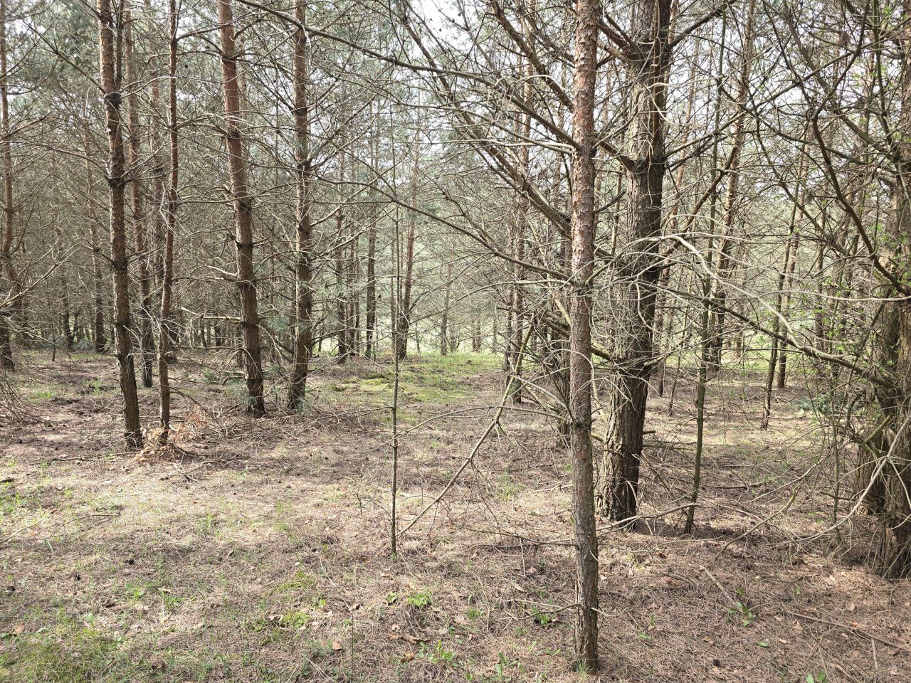 Działka leśna Ruś. Zdjęcie 7