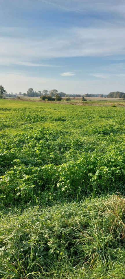 Działka budowlana Krukowo. Zdjęcie 3