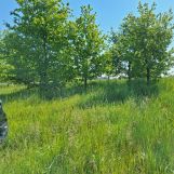 Działka rolno-budowlana Osiecz Mały. Zdjęcie 4