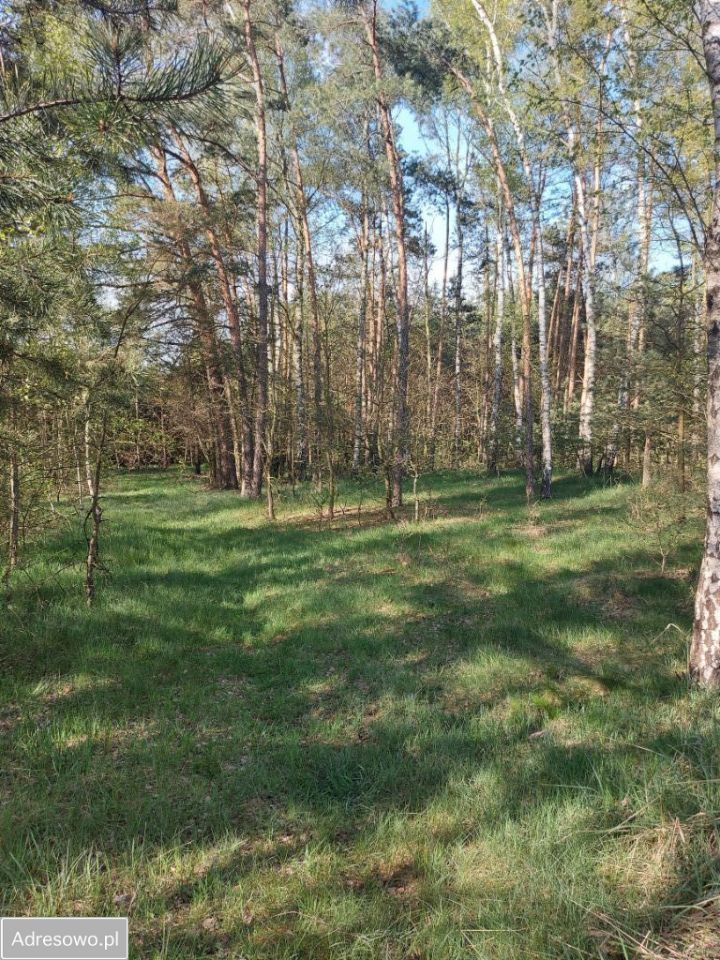 Działka leśna Drzewociny. Zdjęcie 4