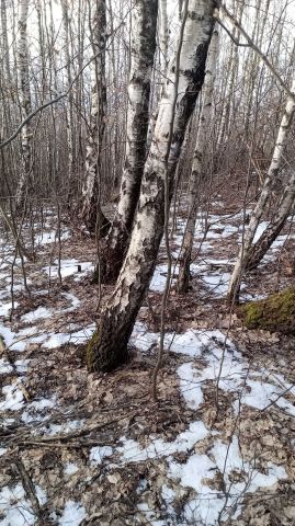 Działka rolna Łysa Góra. Zdjęcie 1