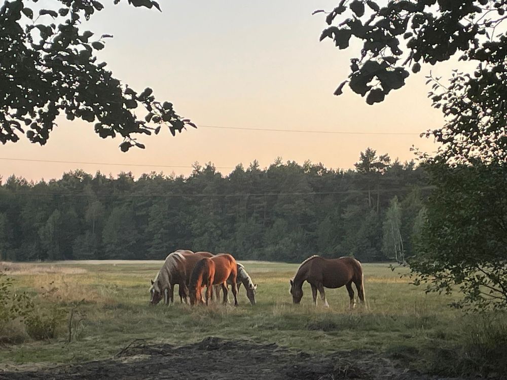 Działka budowlana Basinów. Zdjęcie 2