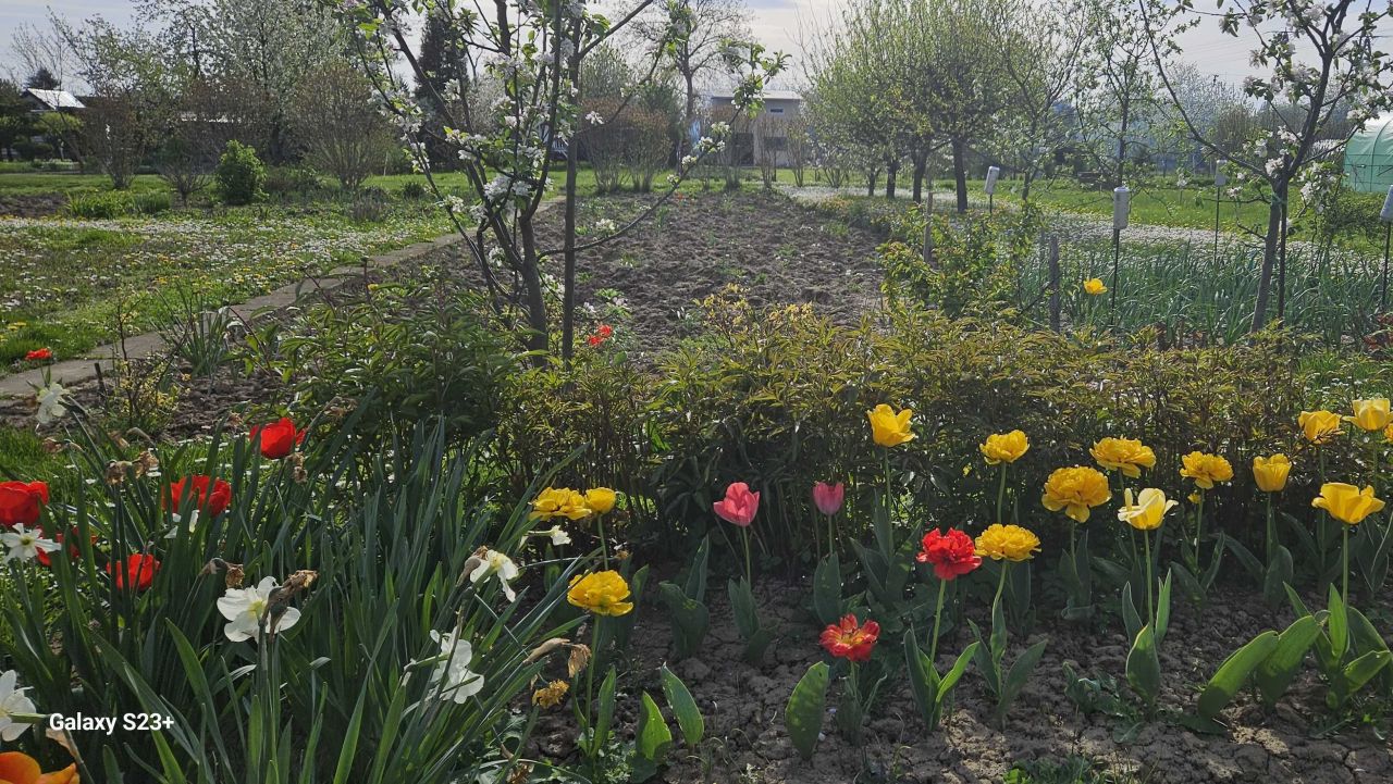 Działka rod Dębica, ul. 1 Maja. Zdjęcie 6