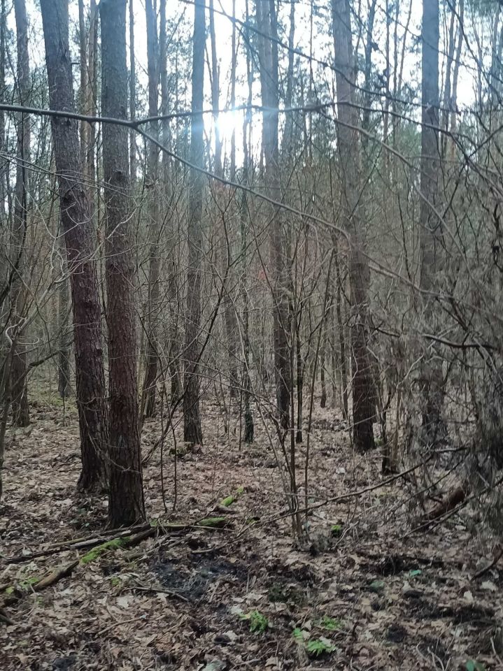 Działka leśna Teofilów. Zdjęcie 2