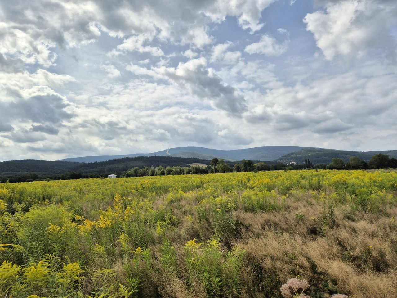 Działka rolno-budowlana Świeradów-Zdrój, ul. Jarzębinowa. Zdjęcie 1
