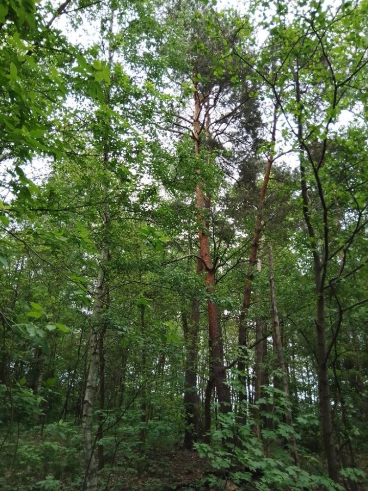 Działka rolno-budowlana Zofia. Zdjęcie 6