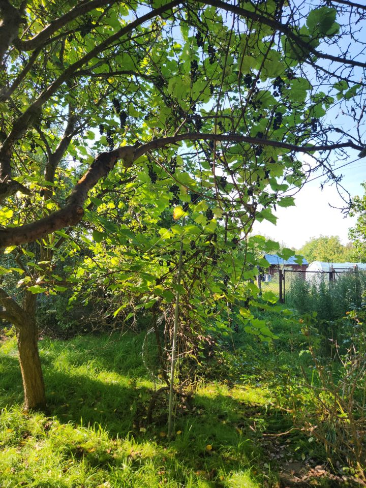 Działka rod Działdowo Działki, ul. Romana Dmowskiego. Zdjęcie 5