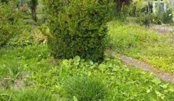 Działka rod Włocławek, ul. Jastrzębia