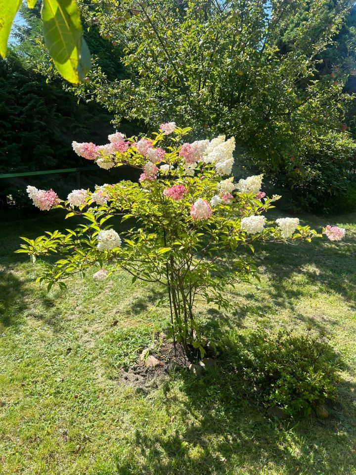 Działka rod Łódź Łagiewniki, ul. Przyklasztorze. Zdjęcie 8