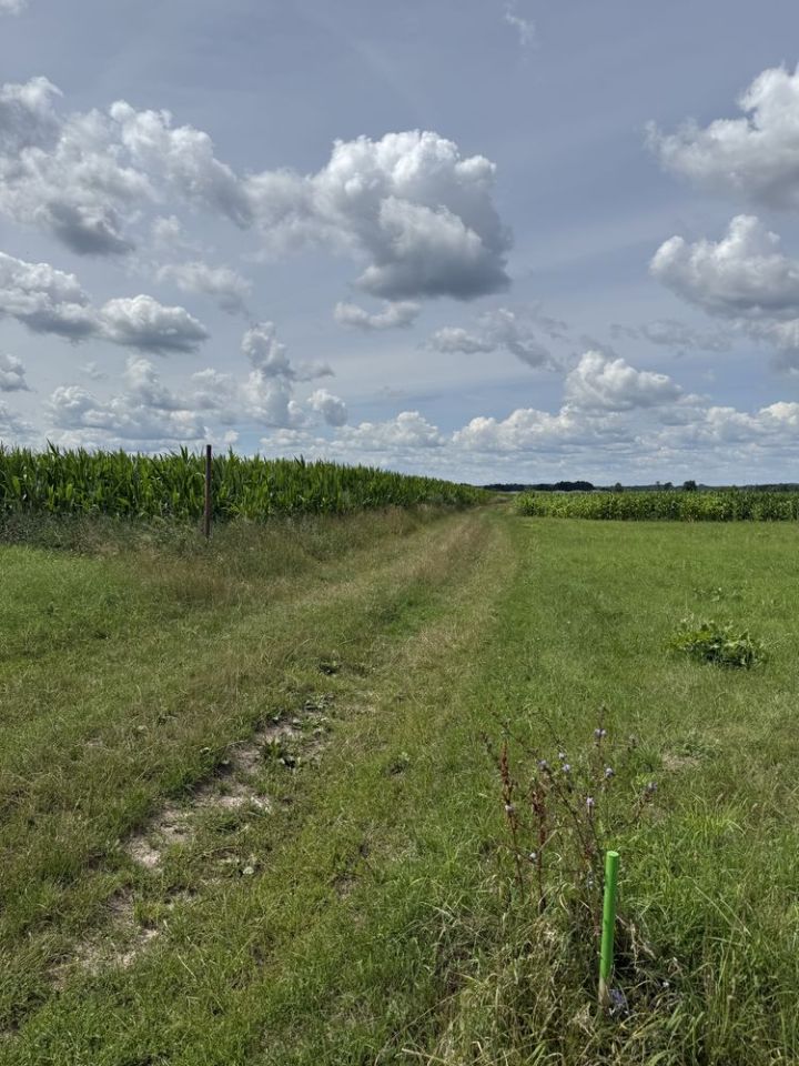 Działka rolno-budowlana Borki Siedleckie, ul. Leśna. Zdjęcie 6