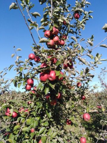 Działka rolna Daszew. Zdjęcie 1