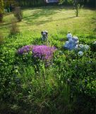 Działka rod Oława, ul. Wiejska. Zdjęcie 1