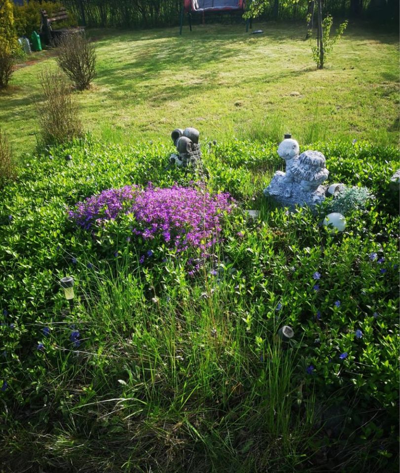 Działka rod Oława, ul. Wiejska. Zdjęcie 2