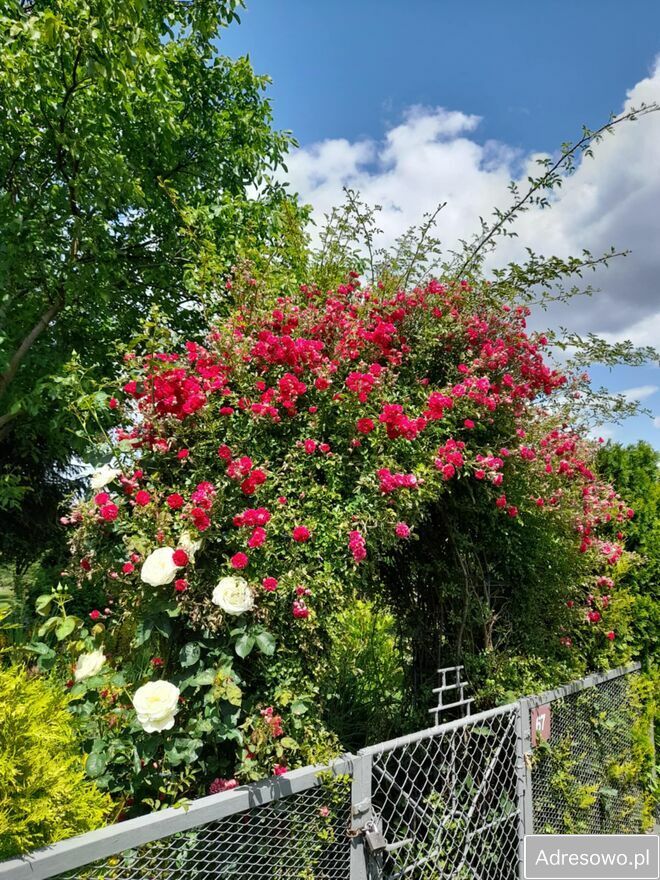 Działka rod Tarnów. Zdjęcie 3