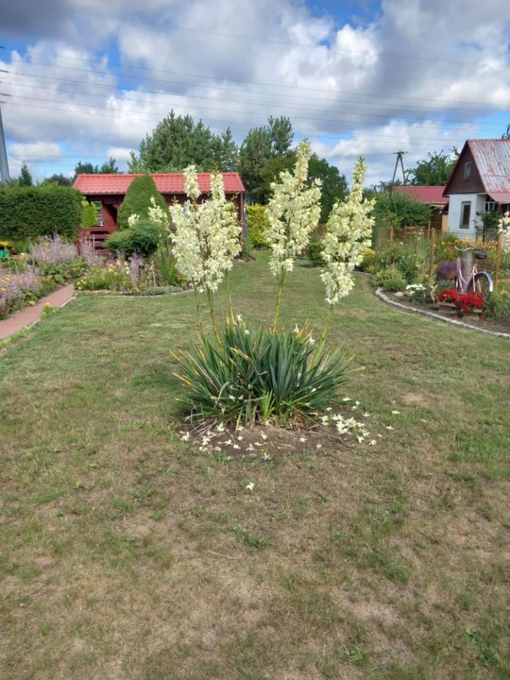 Działka rod Kamień Pomorski. Zdjęcie 5