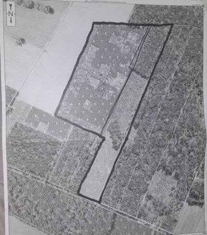 Działka leśna Kobylaki-Czarzaste. Zdjęcie 1