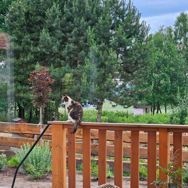 dom wolnostojący, 5 pokoi Krakuszowice. Zdjęcie 23