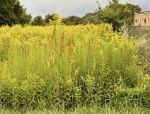 Działka budowlana Zebrzydów, Zebrzydów. Zdjęcie 3