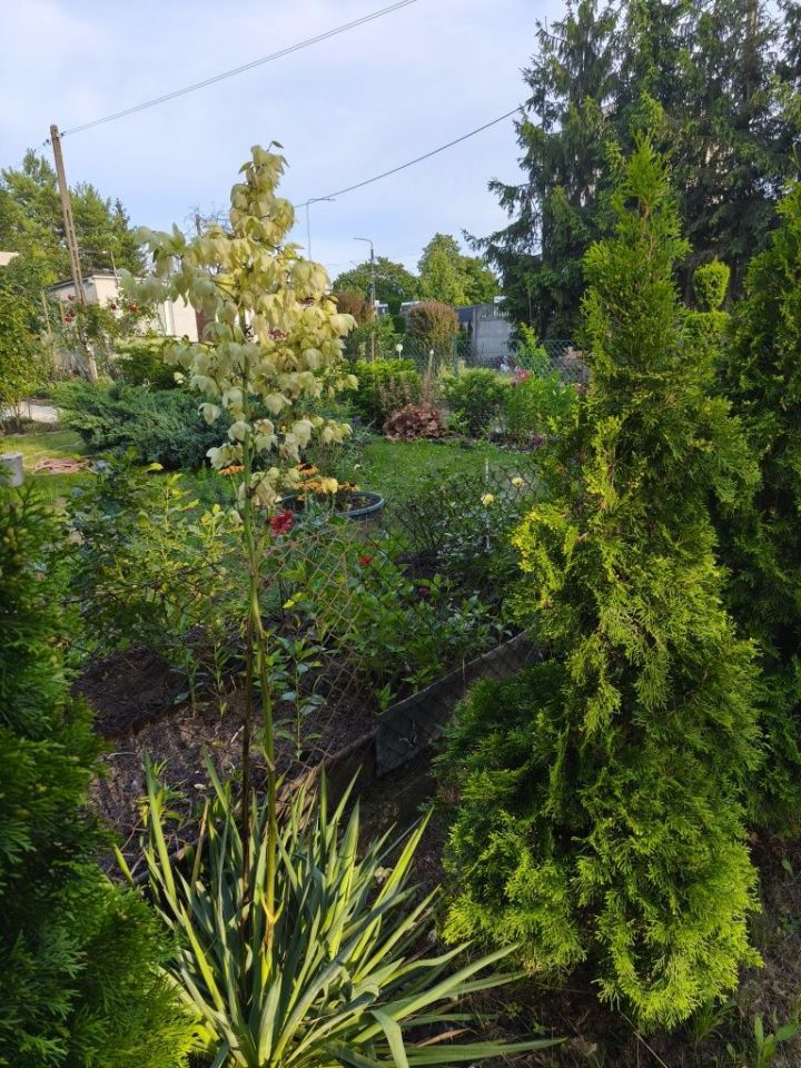 Działka rod Bydgoszcz. Zdjęcie 8