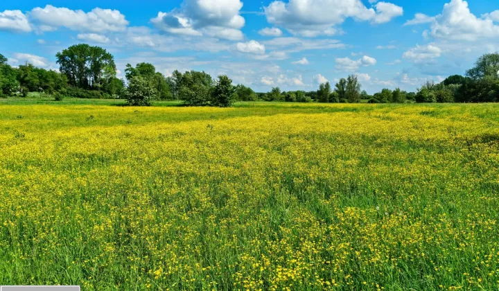 Działka rolna Kuźnica Grodziska