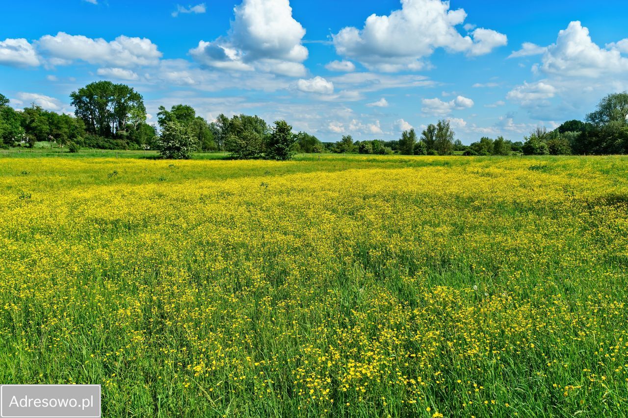 Działka rolna Kuźnica Grodziska