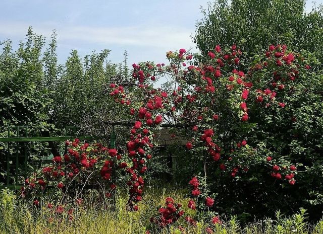 Działka rod Oleśnica, ul. Stanisława Moniuszki. Zdjęcie 1