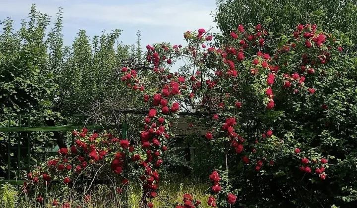 Działka rod Oleśnica