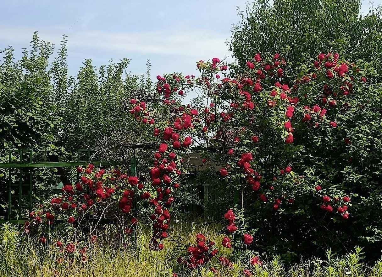 Działka rod Oleśnica, ul. Stanisława Moniuszki. Zdjęcie 1
