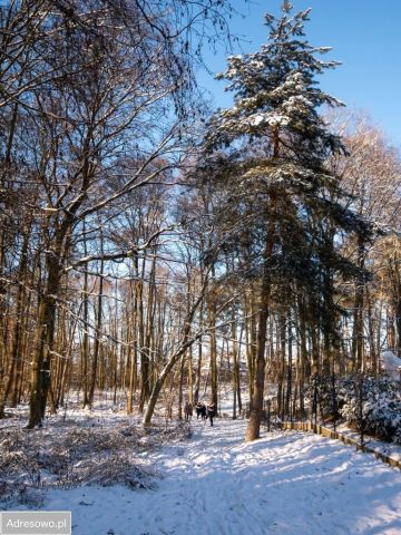 Działka budowlana Pilchowo, ul. Widokowa. Zdjęcie 1